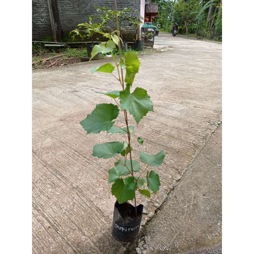 Bibit Tanaman Anggur Jupiter - Cepat Berbuah - Tanpa Biji