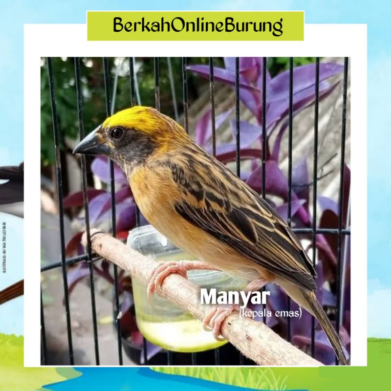 Burung Manyar Kepala Emas Jantan Betina Ready