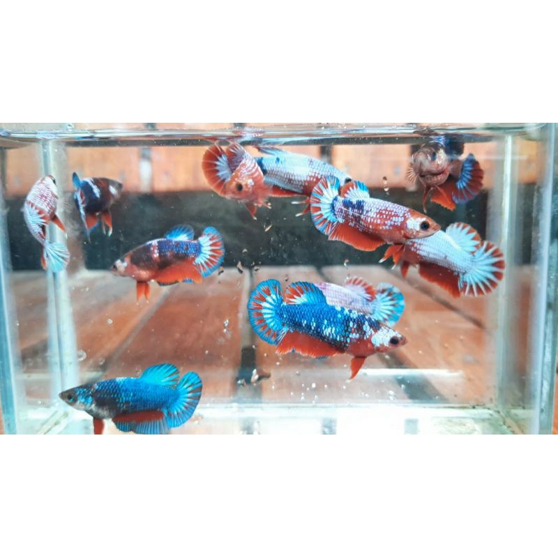 Ikan Cupang Betina (Female) Hellboy top grade REAL PICT SIAP KAWIN Chekout 2 ekor bonus 1 ekor