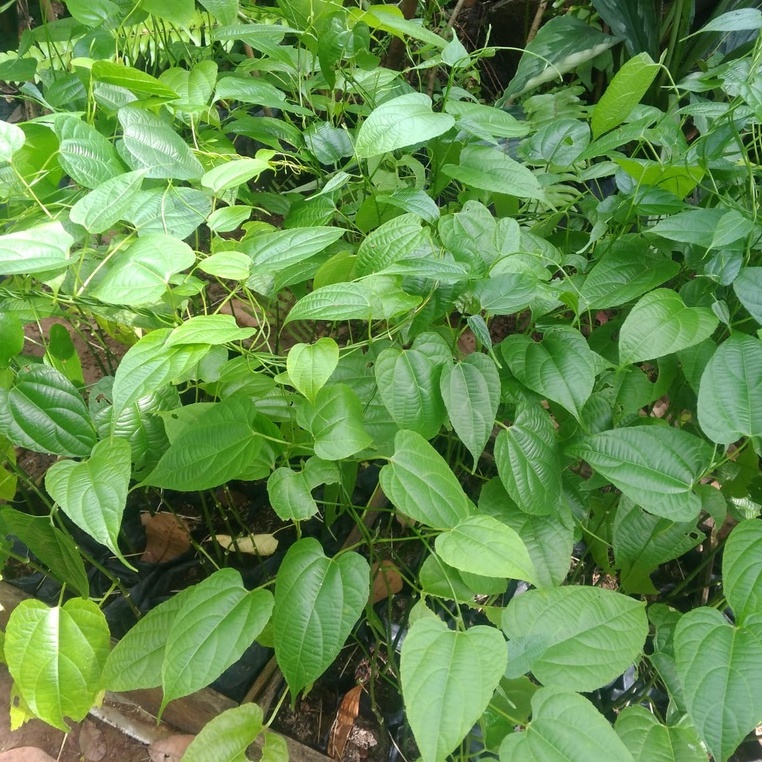 Bibit Sacha Inchi Tanaman Kacang Sacha Inchi Murah Berkualitas