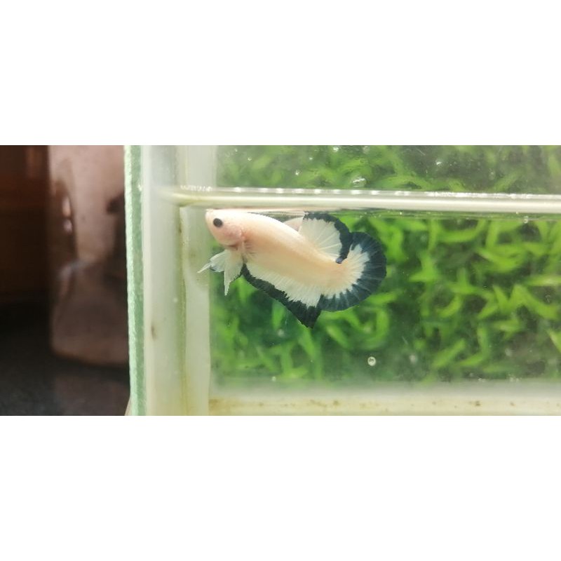 

ikan cupang blue rim