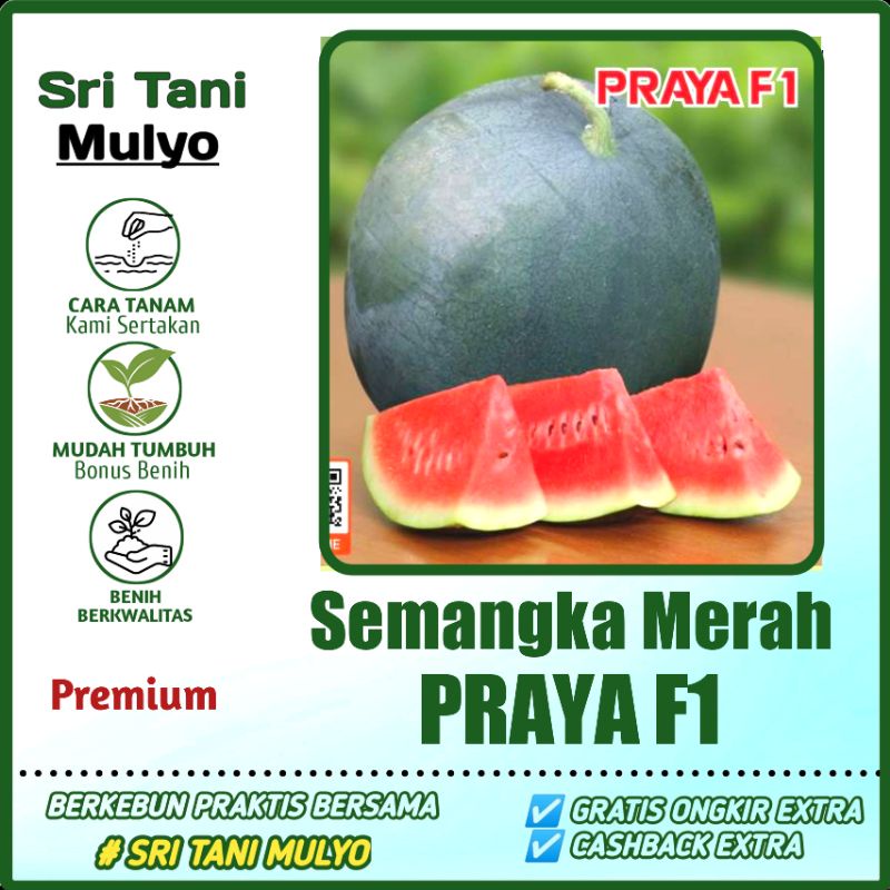 Jual 5 Biji Benih Semangka Merah Praya F1 Bibit Buah Buahan Unggul