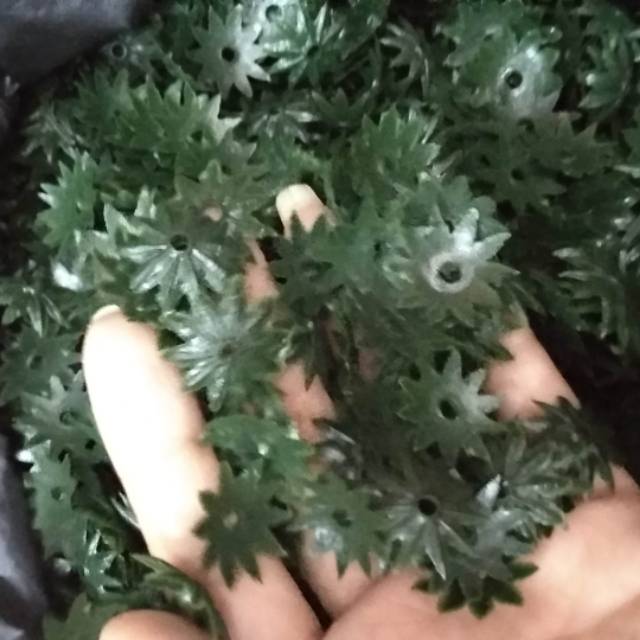 Bahan Kelopak bunga suyok 100 gram premium