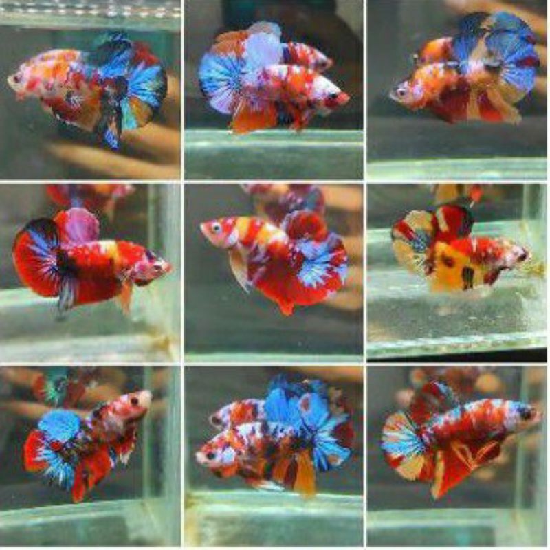 termurah jantan nemo galaxy multi colour