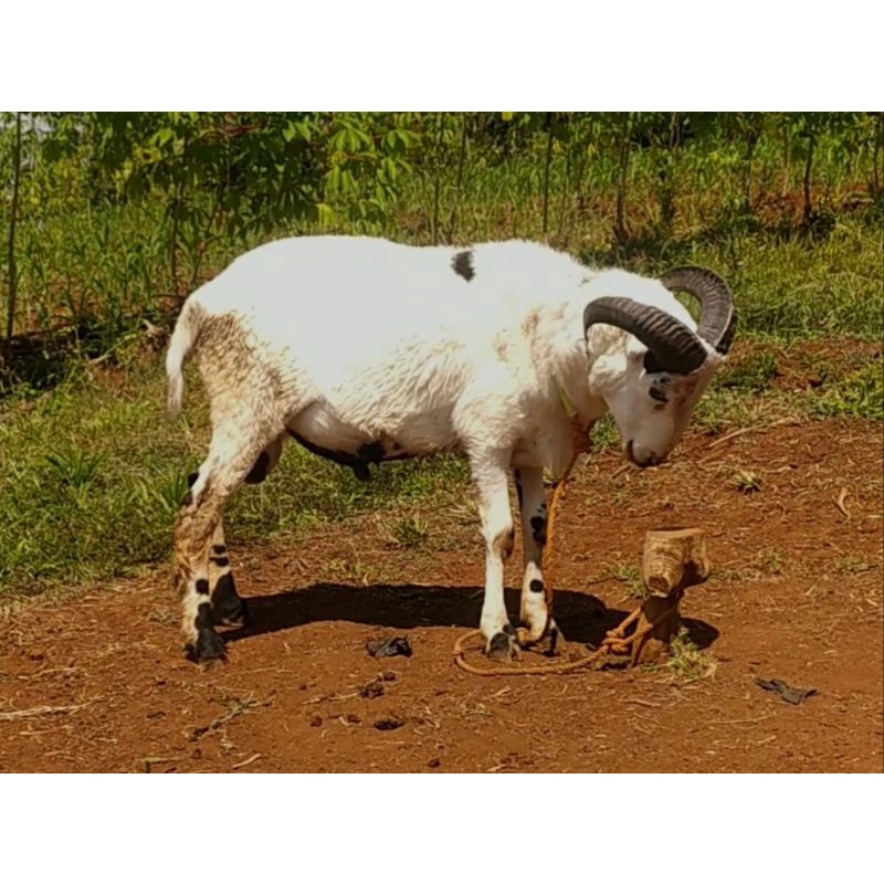 domba kurban qurban garut bandung