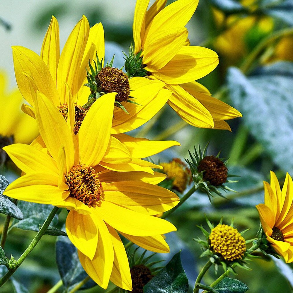 PlantaSeed - 10 Seeds - Maximilian Sunflower Biji Bunga - PAS0205