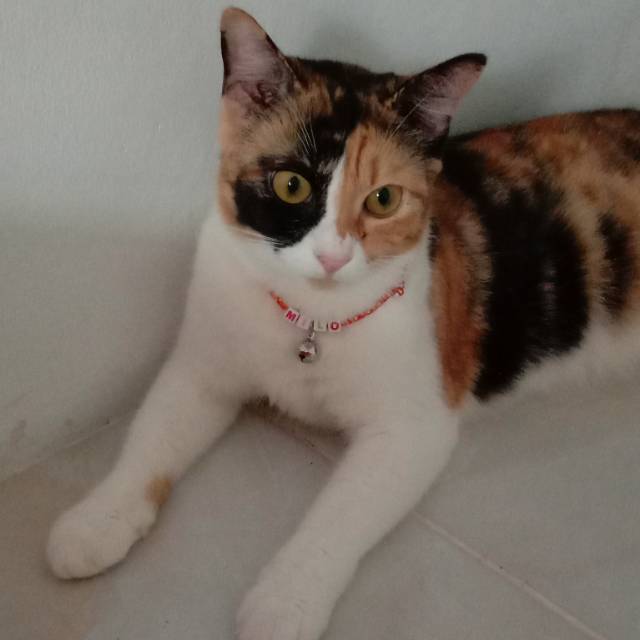 chandralailapurna