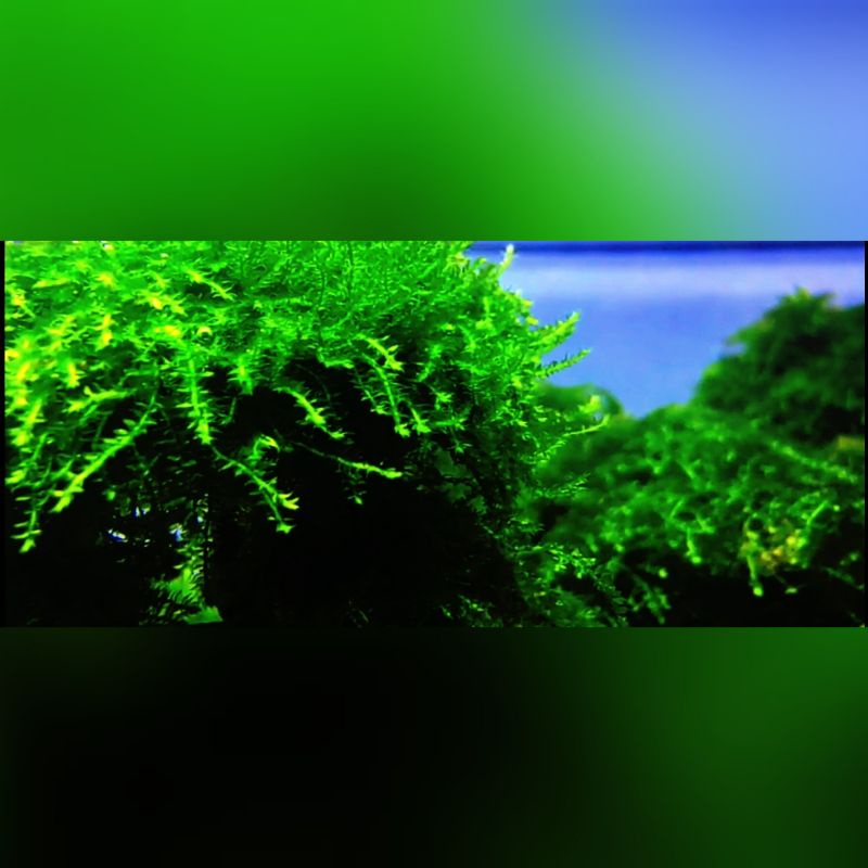 Moss weeping clump aquascape segar bugar /kg /1/2kg full daun air COD garansi 100%