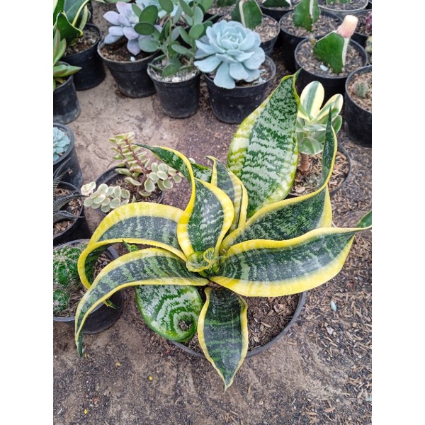 tanaman hias sensivera twister/Tsunami