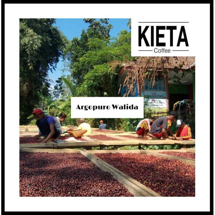 

Green bean kopi arabika Argopuro Natural 1 kg