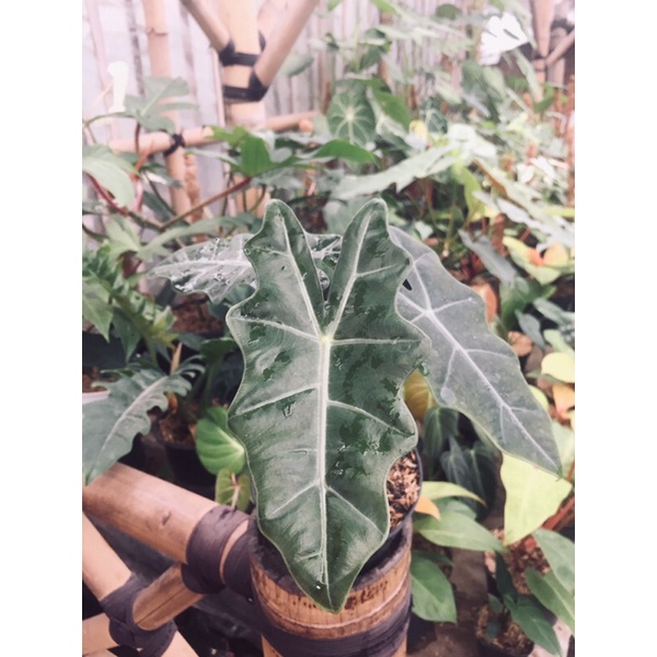 Alocasia Sanderiana
