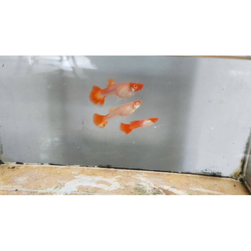 

Ikan Guppy Ss Koi Gen Red Ear