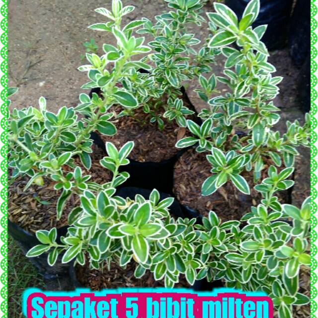 Sepaket 5 bibit milten bahan bonsai