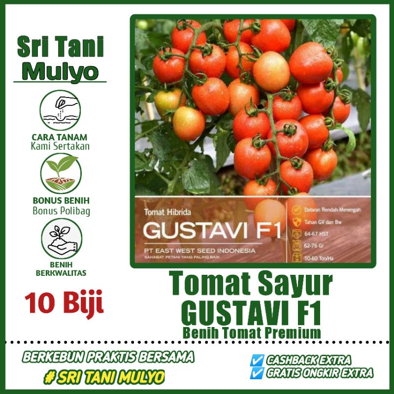 10 Biji - Benih Tomat Unggulan GUSTAVI F1 - Tahan Virus - Bibit Sayuran Benih Sayuran - Servo Kani H