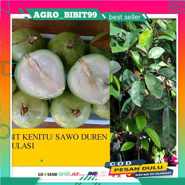 Bibit Buah Kenitu