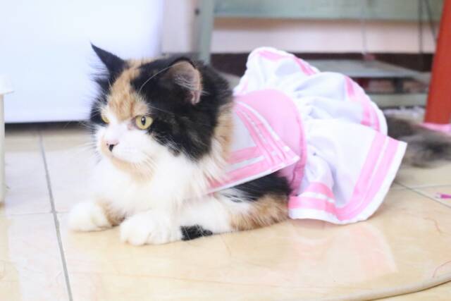 Dress pinky anak sekolah ala jepang / baju kucing anjing / baju lucu size S M L