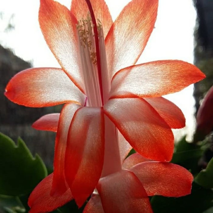Tanaman hias wijaya kusuma kepiting bunga merah -tanaman hias hidup-tanaman hidup(bunga hidup-bunga hidup murah-tanaman hias bunga hidup asli-kembang)