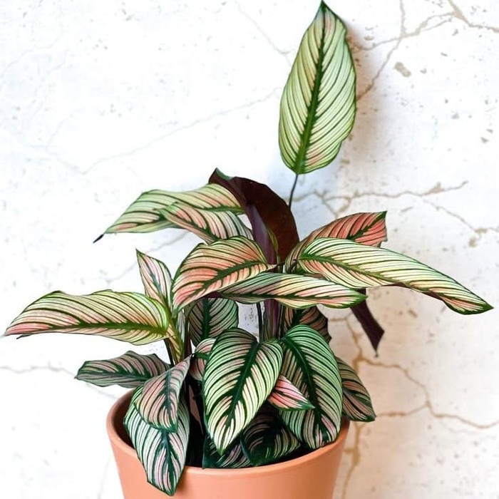 Tanaman Hias Calathea - Calathea Majestica - Kalatea Mayestik