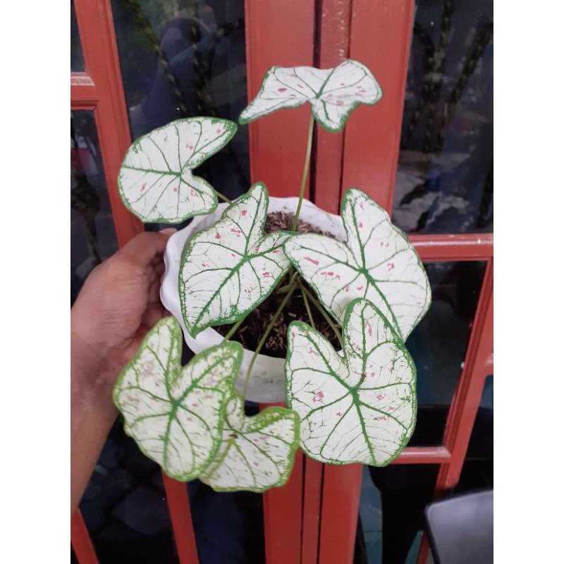Caladium Strawberry Star