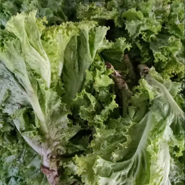 

Sla Hijau / Andewi 1/2 kg