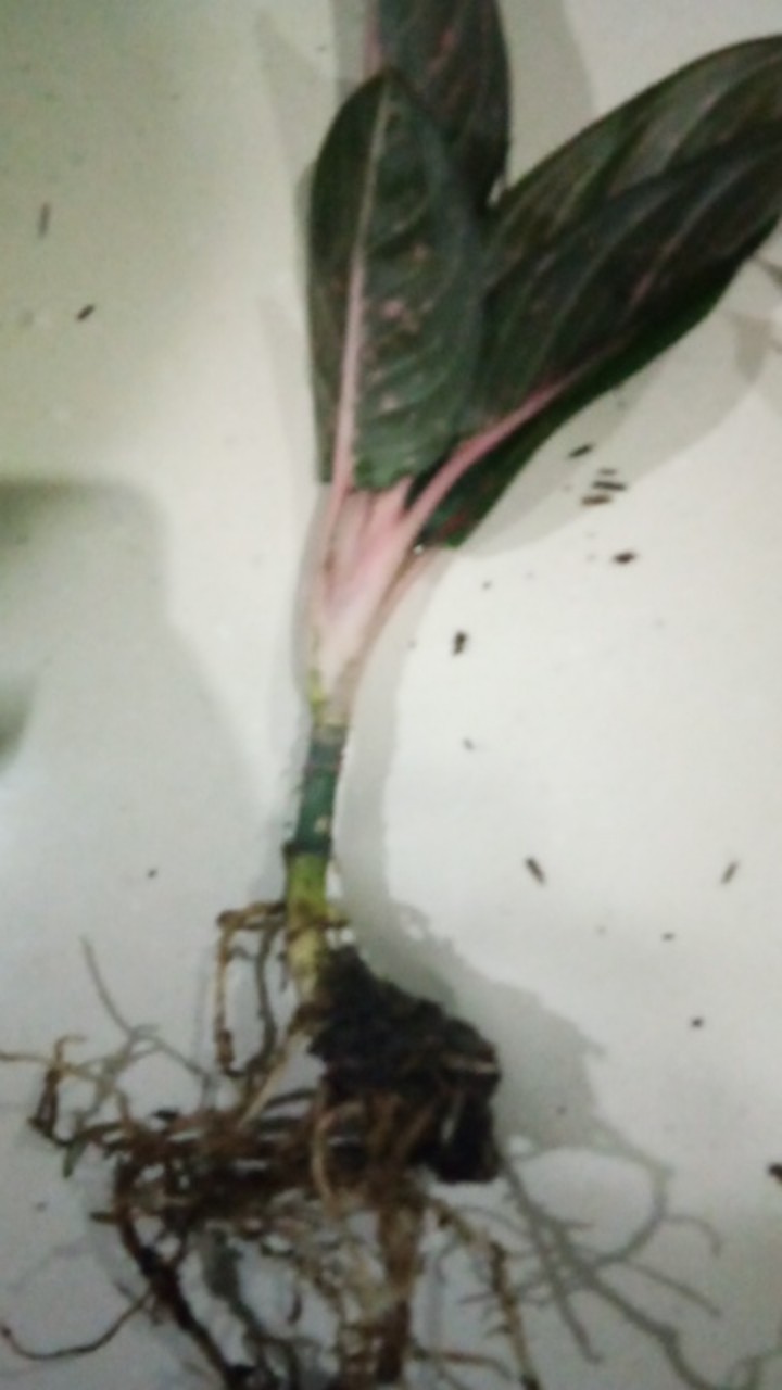 Bunga Aglonema Hot Lady