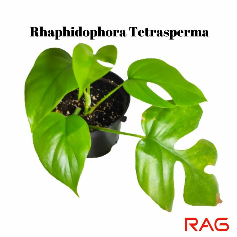 Rhaphidophora tetrasperma