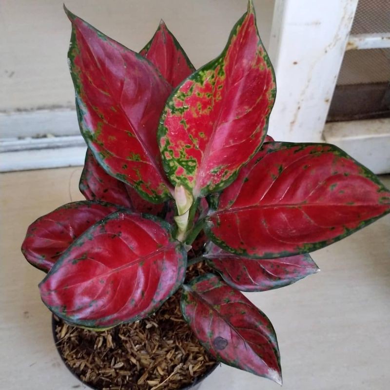 AGLONEMA RED ANJAMANI LOKAL SUPER MURAH