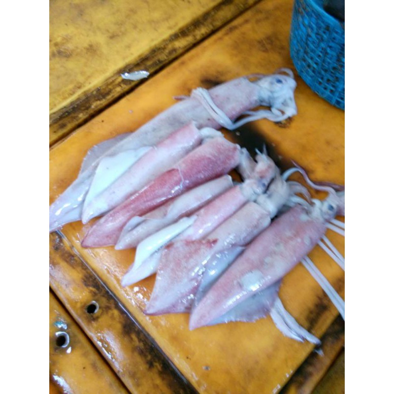 

Cumi Fresh Size 10 - 15 cm