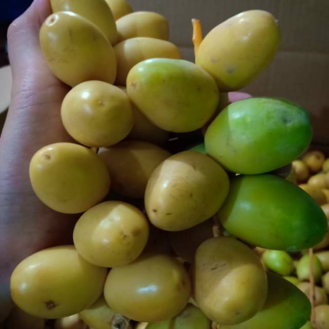 

Kurma Muda