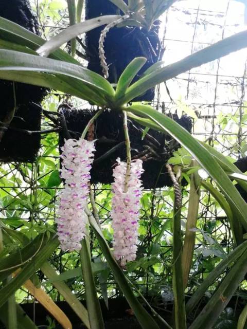 Anggrek ekor tupai dewasa siap berbunga