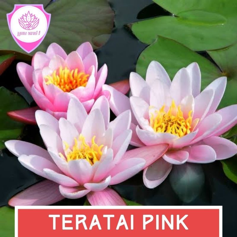 Jual Benih TERATAI PINK - Biji Bibit Bunga Lotus | Shopee Indonesia