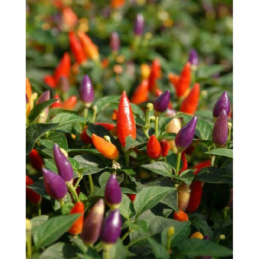 Benih Bibit Biji - Cabai Numex Twilight Cabe Pelangi Rainbow Pepper Seeds