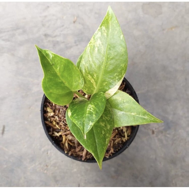 ANTURIUM VARIGATA (Anturium bunga varigata dan Anturium hokeri varigata)