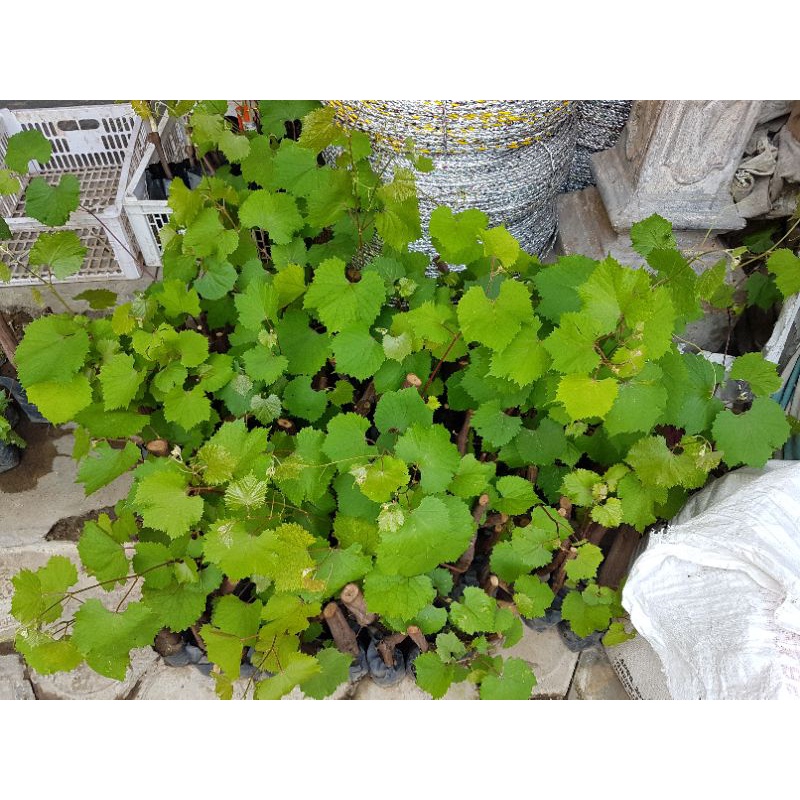 bibit anggur rootstock creola negra (CN)