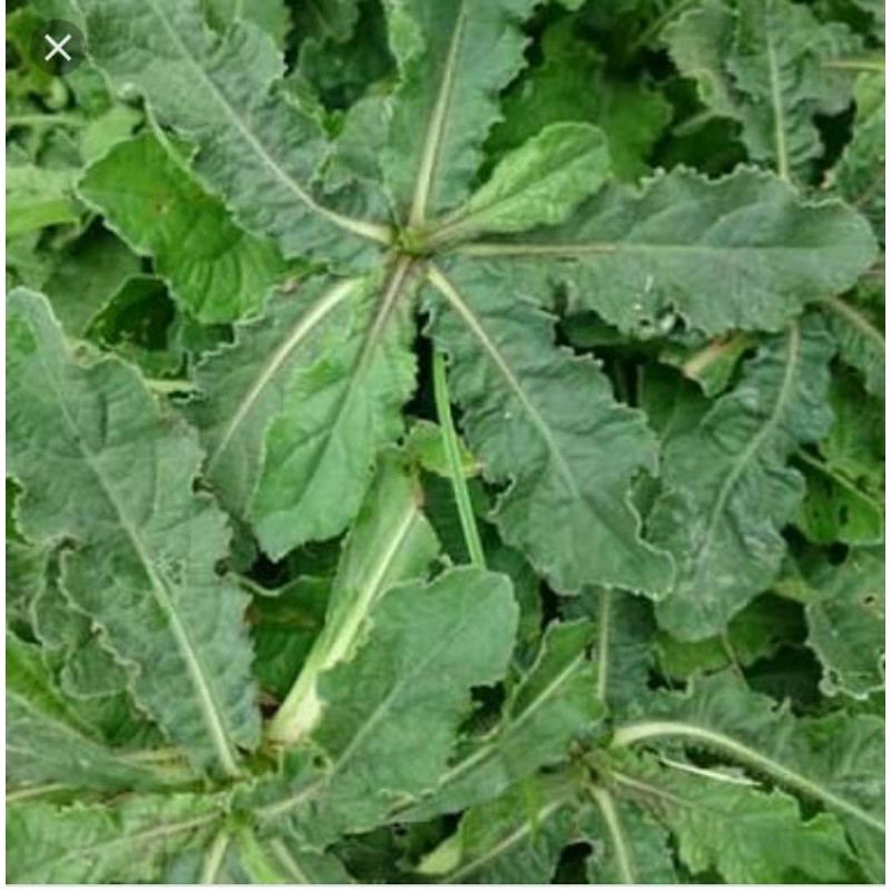 

daun tapak liman segar atou sawi hutan herbal