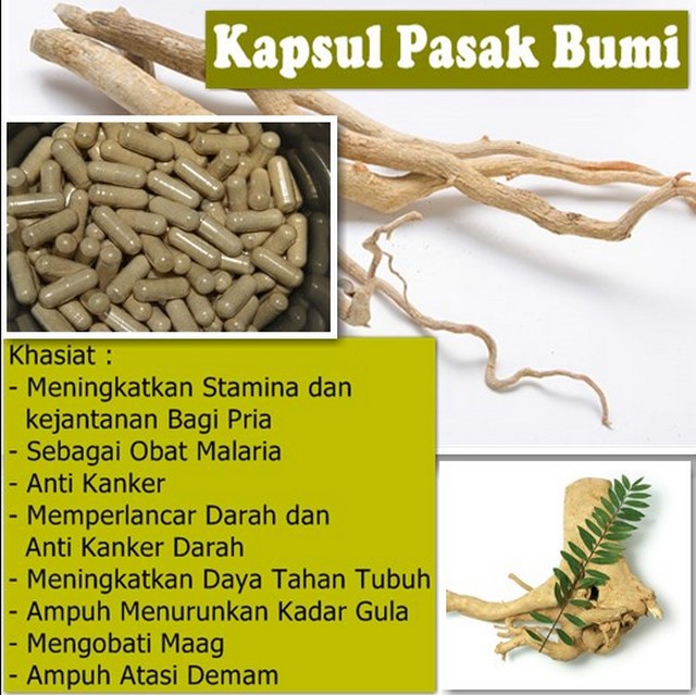 Kapsul Pasak Bumi Obat Jamu Herbal Kuat Pria Tongkat Ali (perkapsul)