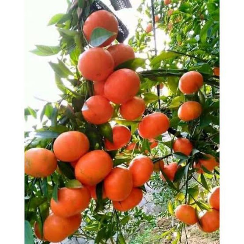 Bibit jeruk santang madu siap berbuah/Jeruk santang berbuah rimbun TERLARIS