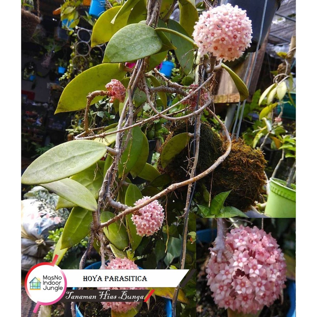 Tanaman Hias Bunga Rambat Hoya - Bibit Tanaman Bunga Hias Gantung Hoya - Tanaman Merambat