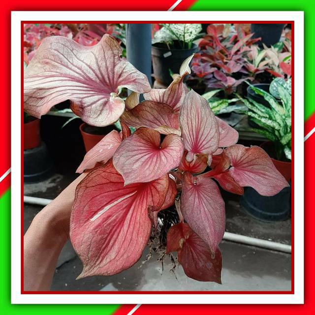 Garuda Merah Caladium Keladi Kaladi Caladium Import Thailand Talas Lompong Tanaman Hias Bunga Hias Shopee Indonesia