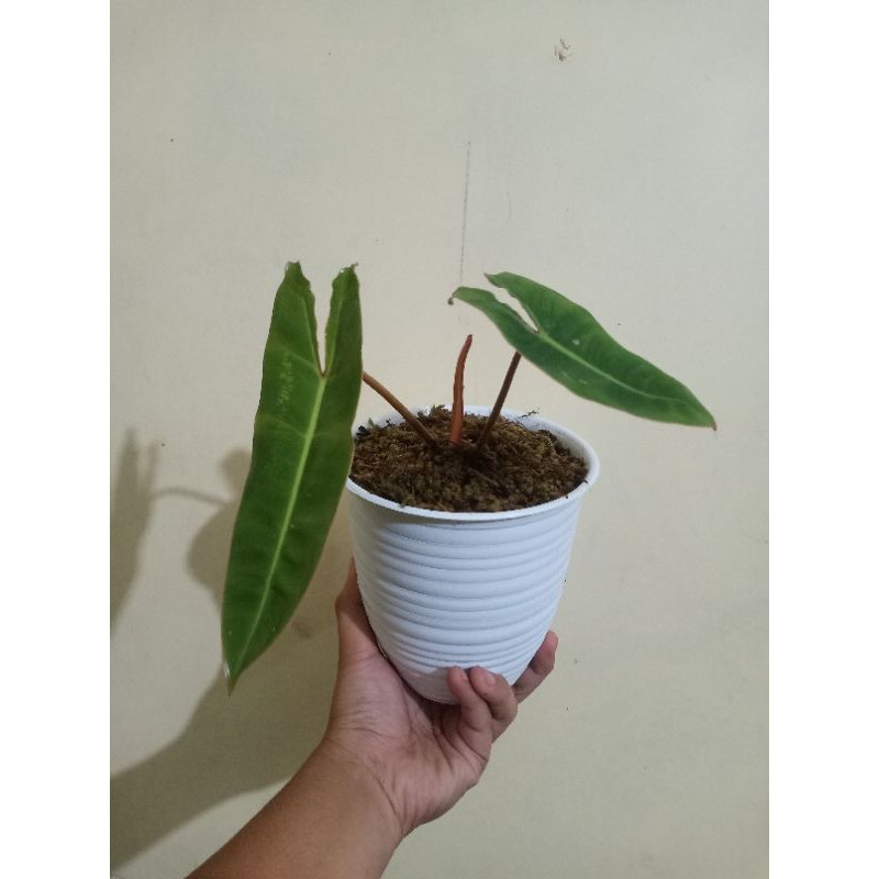 Philodendron Billitiae Kabel Busi Ori