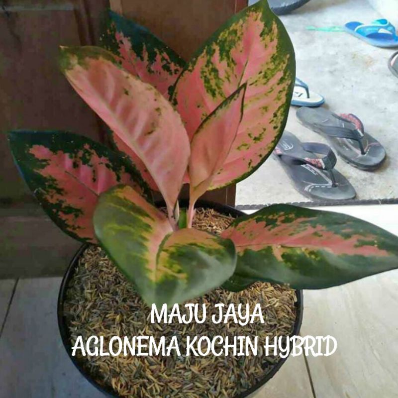 AGLONEMA KOCHIN HYBRID SIAP PAJANG