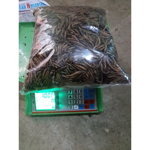 ULAT JERMAN SUPERWORM KERING 1kg