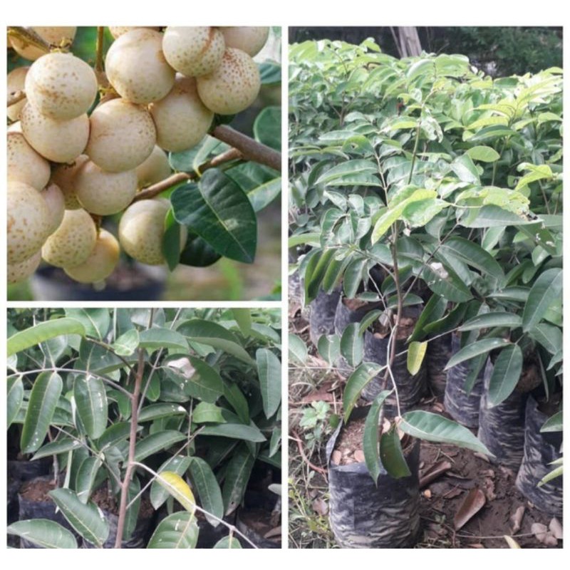 

klengkeng aroma durian