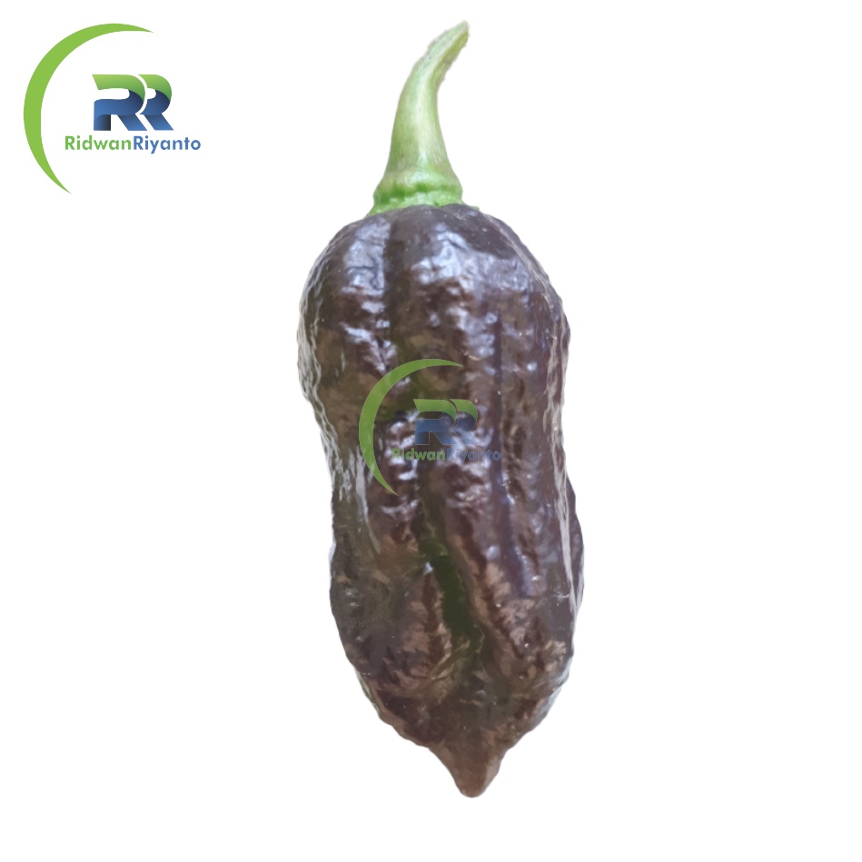 BIJI Benih Cabai BHUT JOLOKIA BLACK Chilli Pepper Chili ini BIJI Benih bukan BUAH CABE nya