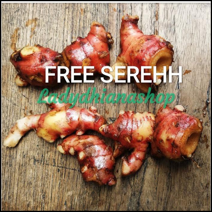 

Ready - Jahe Merah Segar -1Kg Jahe Merah Termurah