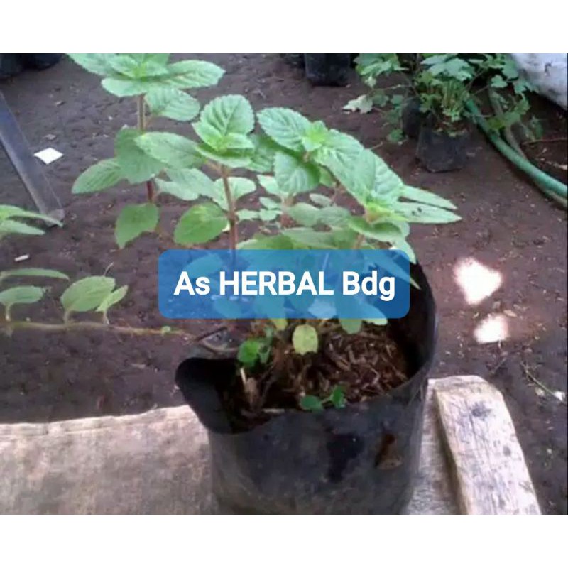 Bibit cincau hitam siap tanam / bibit super-az