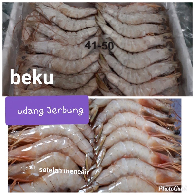 

Udang Jerbung Frozen size 41-50/21-30