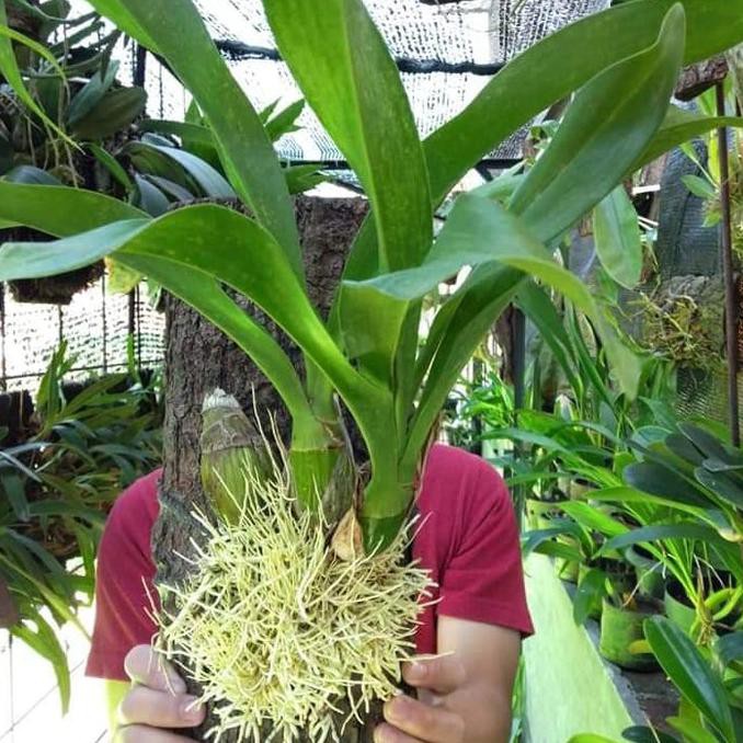 MEDIA KAYU PINUS VERTIKAL MEDIA GRAMMA ANGGREK BUNGA