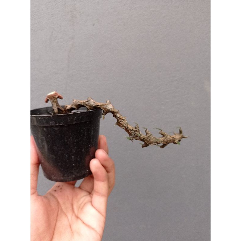 ceropegia armandii KAKTUS SUKULEN TANAMAN HIAS