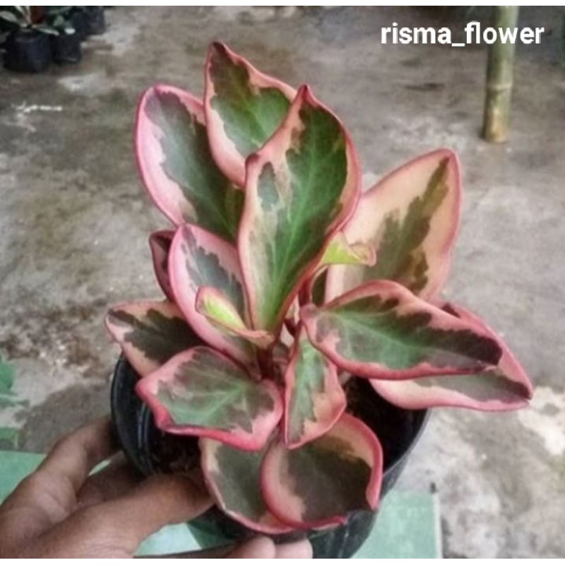 pohon peperomia merah/teplan merah/tanaman peperomia hias